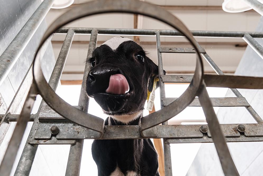 Фото В гости к буренкам: рассказываем про увлекательный маршрут для тех, кто хочет знать все о настоящем молоке 3 - Сиб.ФМ Фото В гости к буренкам: рассказываем про увлекательный маршрут для тех, кто хочет знать все о настоящем молоке 3